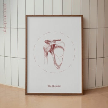 Obra de Arte Anatómica Vintage del Hombro