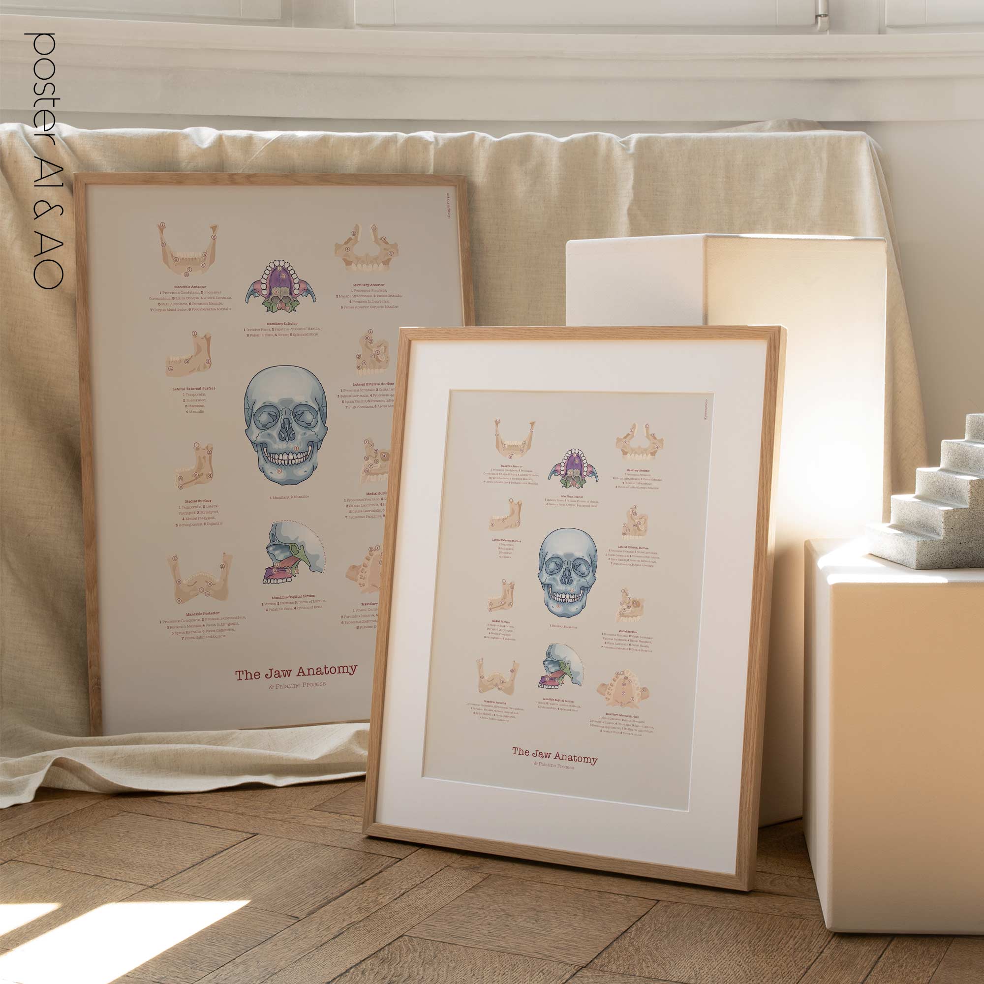 Male Reproductive System