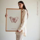 The Female Pelvis anatomy chart for clinics
