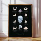 The Jaw Anatomy and Palatine Process anatomy chart for clinics