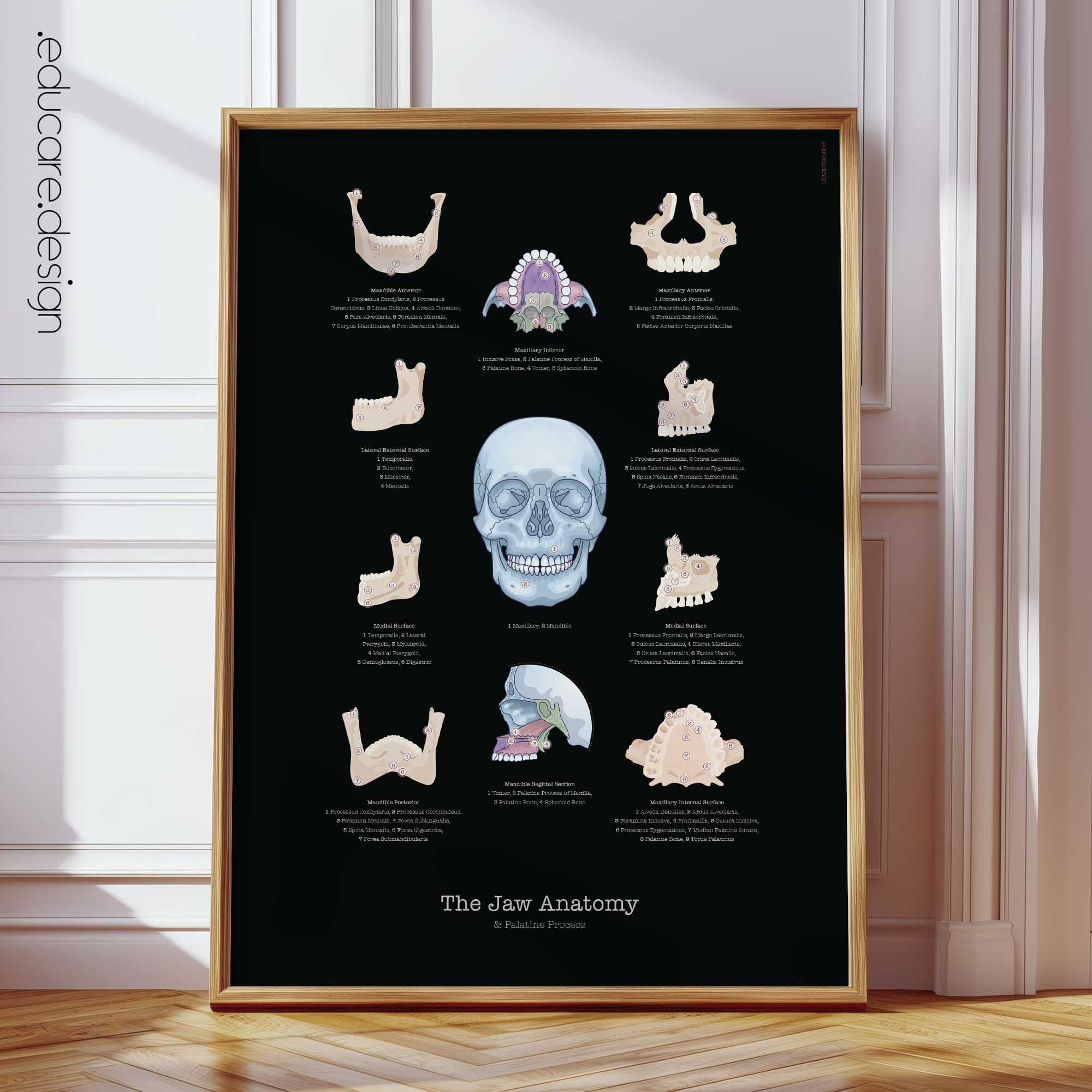 Jaw Anatomy and Palatine Process Chart, Black Edition