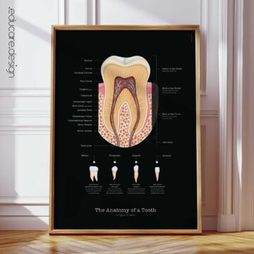 Anatomy of a Tooth Chart, Black Edition