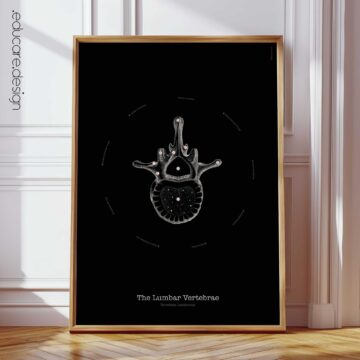 Anatomia delle vertebre lombari, edizione vintage in nero
