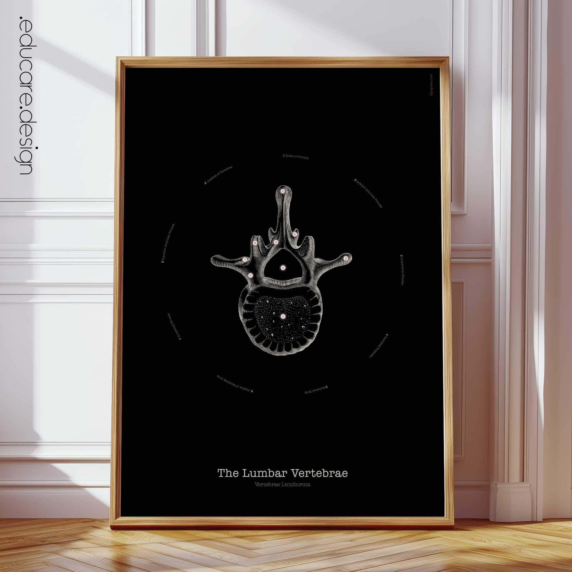 The Lumbar Vertebrae