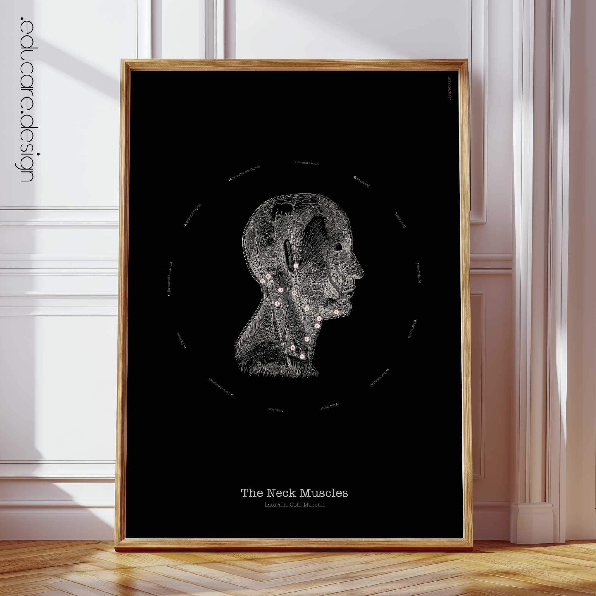 Neck Muscles Anatomy, Vintage Black Edition Chart