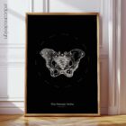 The Female Pelvis anatomy chart for clinics