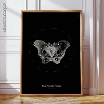 Female Pelvis Anatomy, Vintage Black Edition Chart