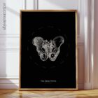 The Male Pelvis anatomy chart for clinics