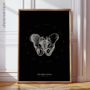 Male Pelvis Anatomy, Vintage Black Edition Chart