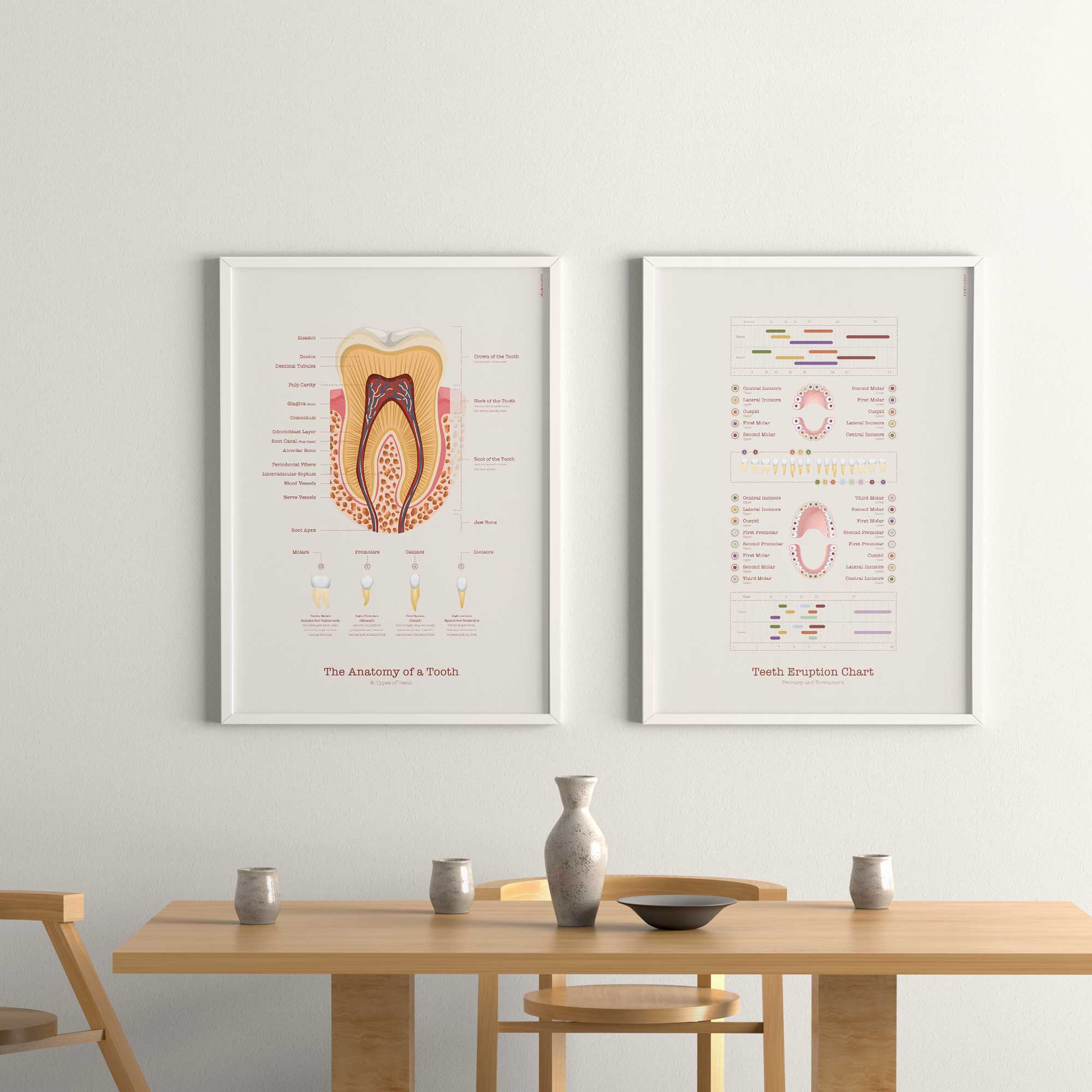 Teeth Eruption Chart — Preview