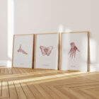 The Female Pelvis anatomy chart for clinics