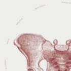 The Female Pelvis anatomy chart for clinics