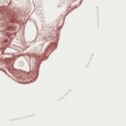 The Female Pelvis anatomy chart for clinics