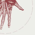 The Hand anatomy chart for clinics