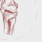 The Knee anatomy chart for clinics