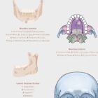 The Jaw Anatomy and Palatine Process anatomy chart for clinics