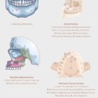 The Jaw Anatomy and Palatine Process anatomy chart for clinics