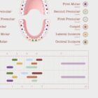 Teeth Eruption Chart anatomy chart for clinics