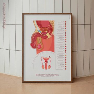 Système Reproducteur Masculin