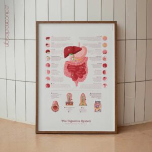 Digestive System and Gastrointestinal Tract Structure
