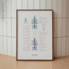 Scoliosis and Musculoskeletal Disorders anatomy chart for clinics