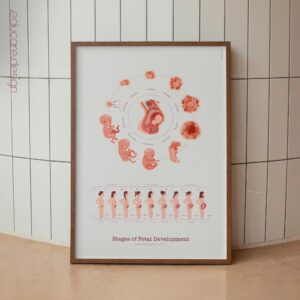 Stages of Fetal Development