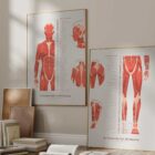 O Conjunto de Pontos-Gatilho Miofasciais diagrama anatómico para clínicas e consultórios