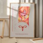 Female Reproductive System