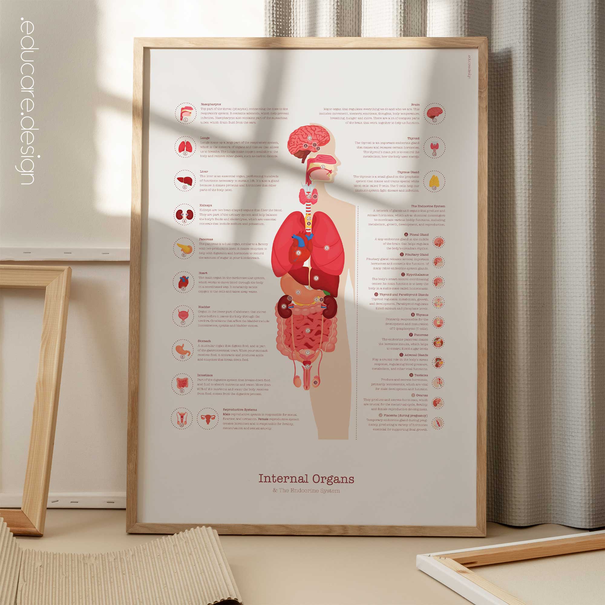 Internal Organs and Endocrine System