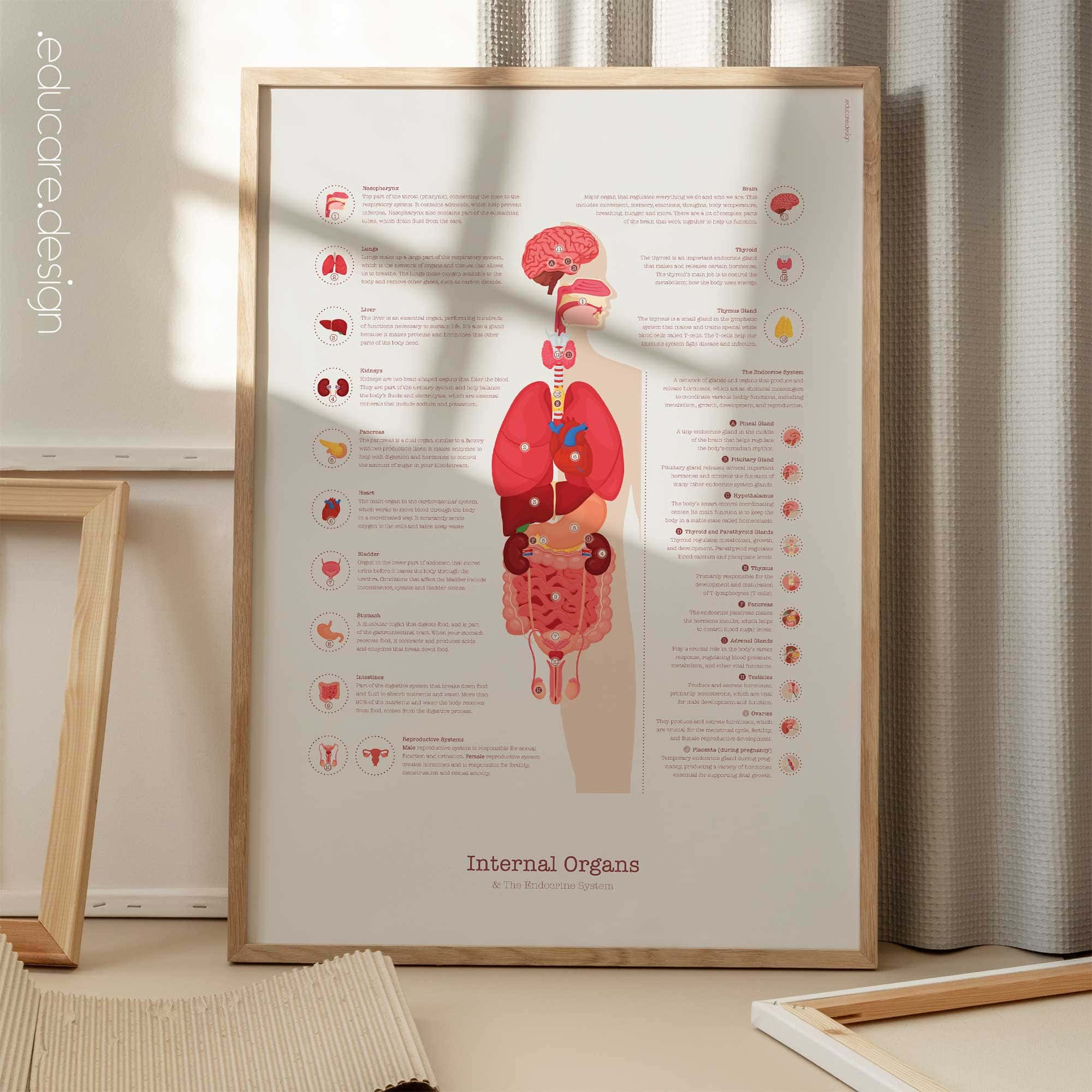 Internal Organs and Endocrine System