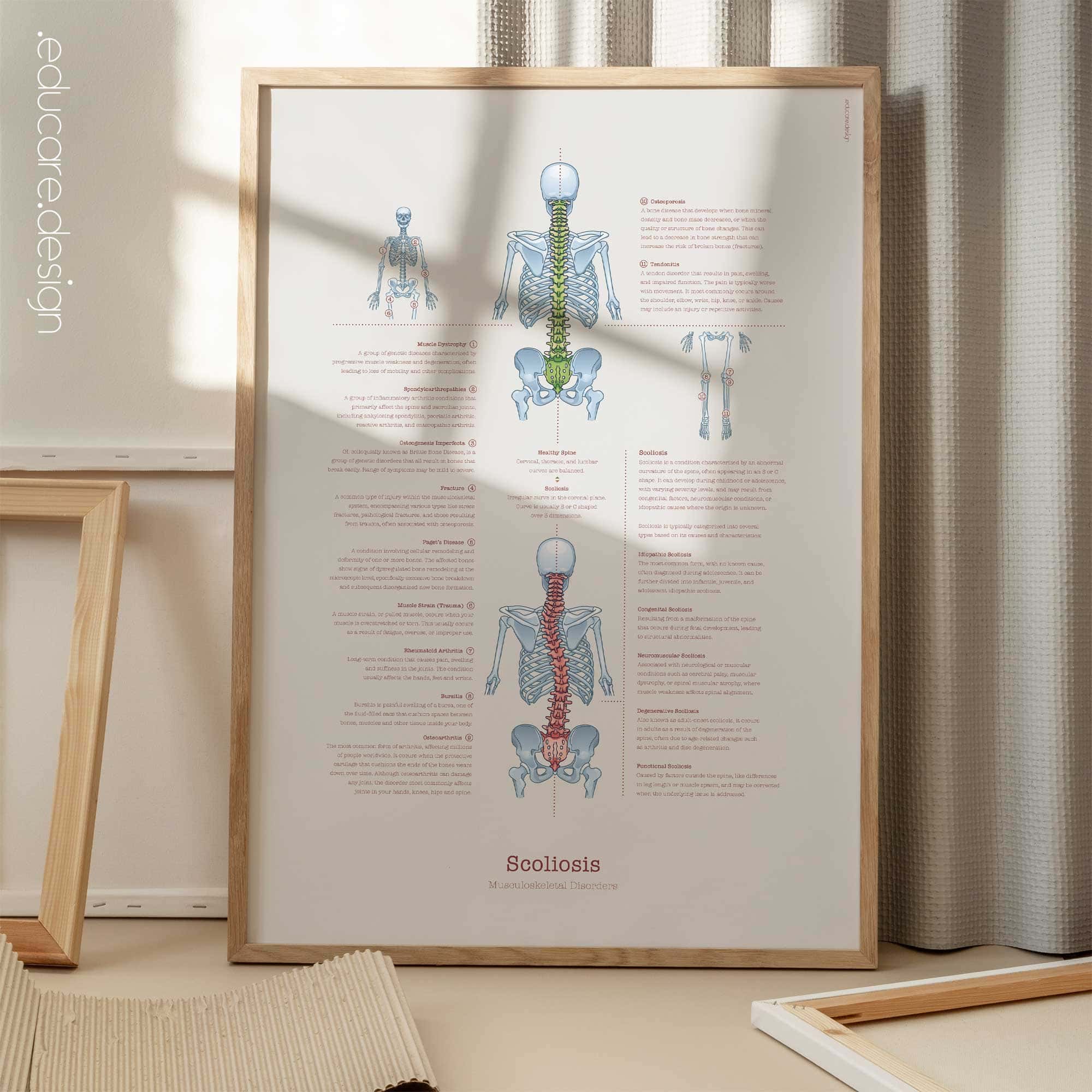 Anatomy Set (2) — Anatomy Chart