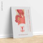 Male Reproductive System