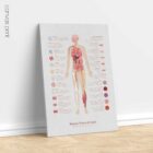 Neural Tissue & Cells; Classifications of Body Tissue and Cells