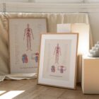 Cardiovascular System with Heart Structure and Blood Flow anatomy chart for clinics
