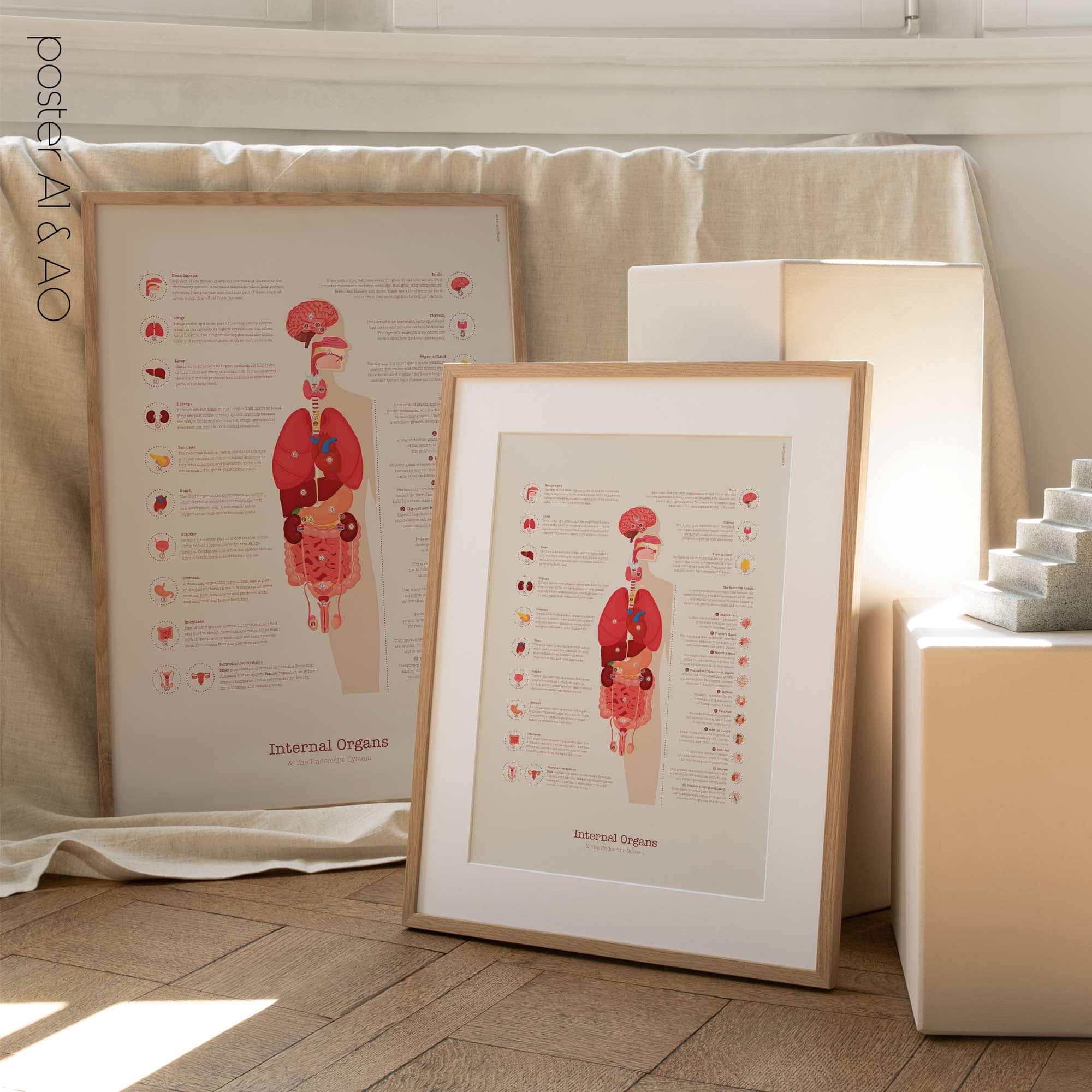 Internal Organs and Endocrine System