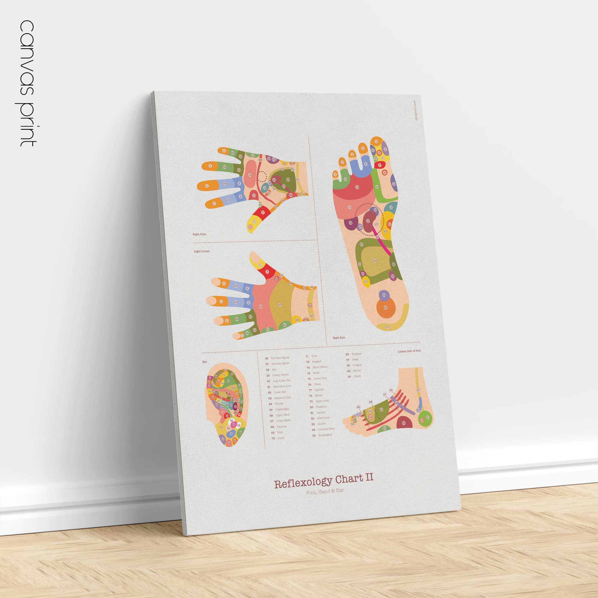 Reflexology Chart Set with Feet, Hand and Ear