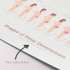 Stages of Fetal Development anatomy chart for clinics