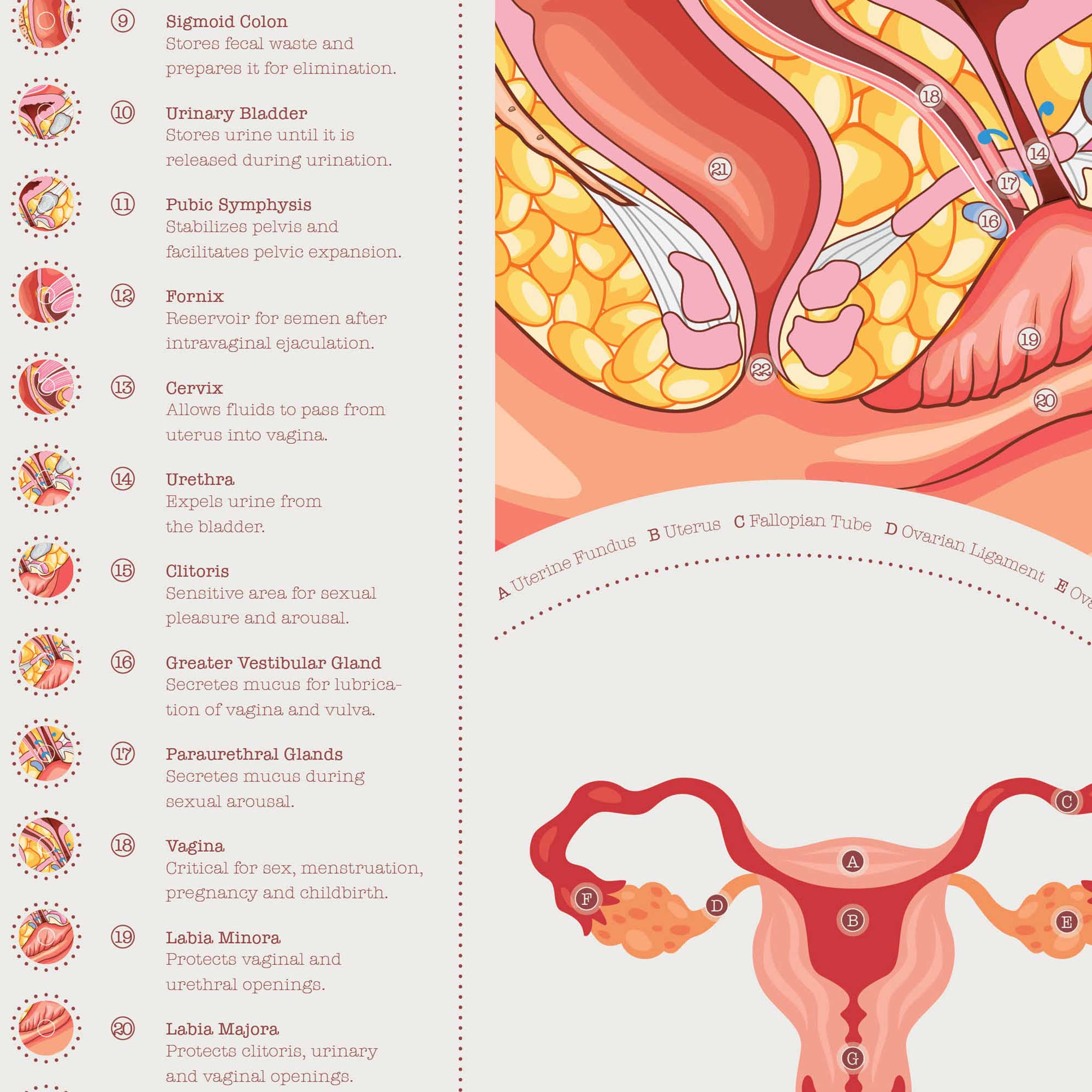 Menopause and Andropause