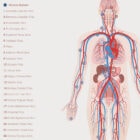 Cardiovascular System with Heart Structure and Blood Flow anatomy chart for clinics