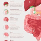 Digestive System and Gastrointestinal Tract Structure anatomy chart for clinics