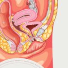 Female Reproductive System anatomy chart for clinics