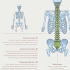 Scoliosis and Musculoskeletal Disorders anatomy chart for clinics