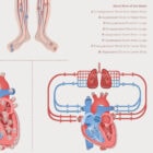 Cardiovascular System with Heart Structure and Blood Flow anatomy chart for clinics