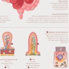 Digestive System and Gastrointestinal Tract Structure anatomy chart for clinics