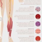 Neural Tissue and Cells anatomy chart for clinics