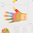 Reflexology Chart Set with Feet, Hand and Ear