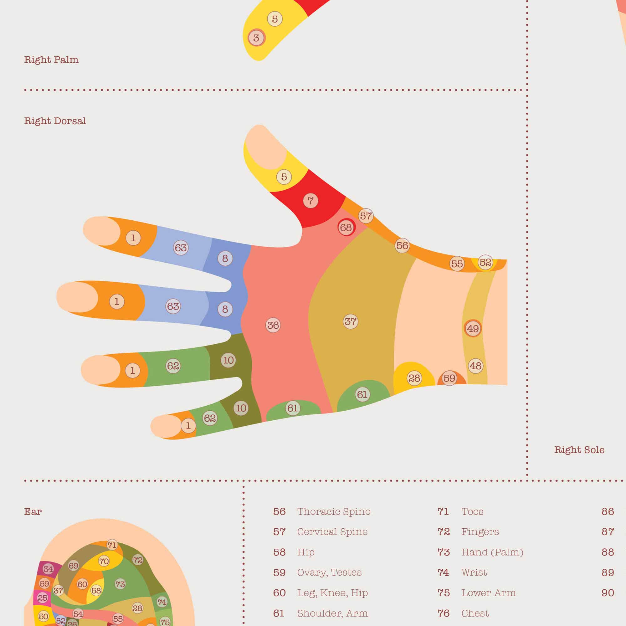 Reflexology Chart Set with Feet, Hand and Ear