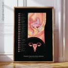 Female Reproductive System anatomy chart for clinics