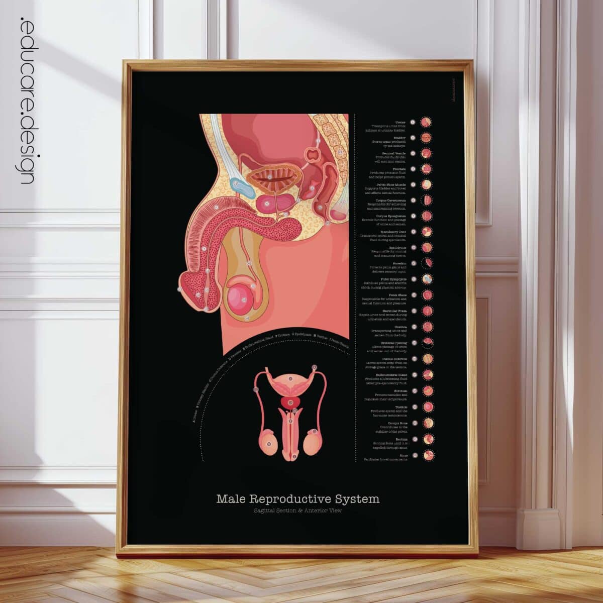Póster Anatomía Reproductiva Masculina 45x60 Cm - Herramienta Educativa De Salud Sexual