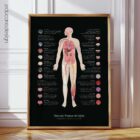Neural Tissue and Cells anatomy chart for clinics